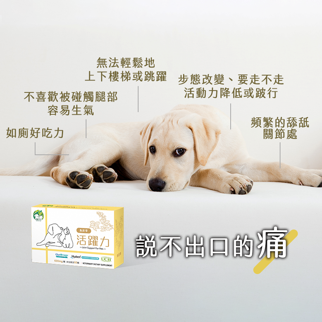 植寵艾尼